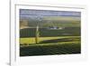 View over typical vineyards in the Wairau Valley, early morning, Renwick, near Blenheim, Marlboroug-Ruth Tomlinson-Framed Photographic Print