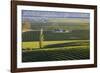 View over typical vineyards in the Wairau Valley, early morning, Renwick, near Blenheim, Marlboroug-Ruth Tomlinson-Framed Photographic Print