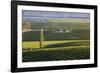 View over typical vineyards in the Wairau Valley, early morning, Renwick, near Blenheim, Marlboroug-Ruth Tomlinson-Framed Photographic Print