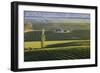 View over typical vineyards in the Wairau Valley, early morning, Renwick, near Blenheim, Marlboroug-Ruth Tomlinson-Framed Photographic Print