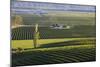 View over typical vineyards in the Wairau Valley, early morning, Renwick, near Blenheim, Marlboroug-Ruth Tomlinson-Mounted Photographic Print