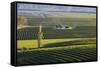 View over typical vineyards in the Wairau Valley, early morning, Renwick, near Blenheim, Marlboroug-Ruth Tomlinson-Framed Stretched Canvas