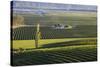 View over typical vineyards in the Wairau Valley, early morning, Renwick, near Blenheim, Marlboroug-Ruth Tomlinson-Stretched Canvas