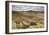 View over Upland Moorland Landscape, Cambrian Mountains, Ceredigion, Wales, May-Peter Cairns-Framed Photographic Print