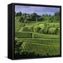 View over vineyards, Saint Emilion, Nouvelle Aquitaine, France, Europe-Stuart Black-Framed Stretched Canvas
