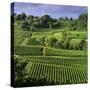 View over vineyards, Saint Emilion, Nouvelle Aquitaine, France, Europe-Stuart Black-Stretched Canvas