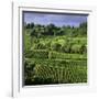 View over vineyards, Saint Emilion, Nouvelle Aquitaine, France, Europe-Stuart Black-Framed Photographic Print