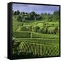 View over vineyards, Saint Emilion, Nouvelle Aquitaine, France, Europe-Stuart Black-Framed Stretched Canvas