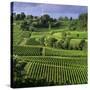 View over vineyards, Saint Emilion, Nouvelle Aquitaine, France, Europe-Stuart Black-Stretched Canvas