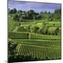 View over vineyards, Saint Emilion, Nouvelle Aquitaine, France, Europe-Stuart Black-Mounted Photographic Print