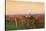 View over Vineyards to the Wine Village Burrweiler in Autumn at Sunset-Marcus Lange-Stretched Canvas