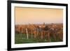 View over Vineyards to the Wine Village Burrweiler in Autumn at Sunset-Marcus Lange-Framed Photographic Print