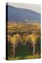 View over Vineyards to the Wine Village of Burrweiler in Autumn-Marcus Lange-Stretched Canvas