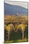 View over Vineyards to the Wine Village of Burrweiler in Autumn-Marcus Lange-Mounted Photographic Print