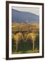 View over Vineyards to the Wine Village of Burrweiler in Autumn-Marcus Lange-Framed Photographic Print