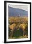 View over Vineyards to the Wine Village of Burrweiler in Autumn-Marcus Lange-Framed Photographic Print