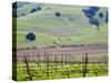 View Overlooking the Viansa Winery, Sonoma Valley, California, USA-Julie Eggers-Stretched Canvas