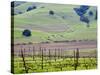 View Overlooking the Viansa Winery, Sonoma Valley, California, USA-Julie Eggers-Stretched Canvas