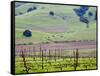 View Overlooking the Viansa Winery, Sonoma Valley, California, USA-Julie Eggers-Framed Stretched Canvas