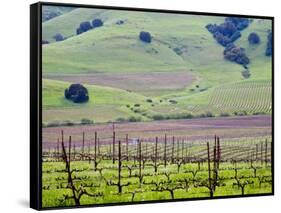 View Overlooking the Viansa Winery, Sonoma Valley, California, USA-Julie Eggers-Framed Stretched Canvas