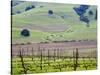 View Overlooking the Viansa Winery, Sonoma Valley, California, USA-Julie Eggers-Stretched Canvas