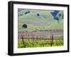 View Overlooking the Viansa Winery, Sonoma Valley, California, USA-Julie Eggers-Framed Photographic Print