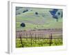 View Overlooking the Viansa Winery, Sonoma Valley, California, USA-Julie Eggers-Framed Photographic Print