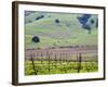 View Overlooking the Viansa Winery, Sonoma Valley, California, USA-Julie Eggers-Framed Photographic Print