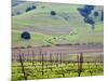 View Overlooking the Viansa Winery, Sonoma Valley, California, USA-Julie Eggers-Mounted Photographic Print