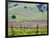 View Overlooking the Viansa Winery, Sonoma Valley, California, USA-Julie Eggers-Framed Photographic Print