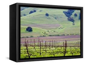 View Overlooking the Viansa Winery, Sonoma Valley, California, USA-Julie Eggers-Framed Stretched Canvas