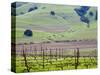 View Overlooking the Viansa Winery, Sonoma Valley, California, USA-Julie Eggers-Stretched Canvas