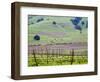 View Overlooking the Viansa Winery, Sonoma Valley, California, USA-Julie Eggers-Framed Photographic Print