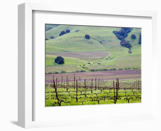 View Overlooking the Viansa Winery, Sonoma Valley, California, USA-Julie Eggers-Framed Photographic Print
