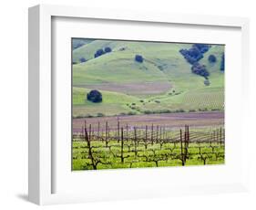 View Overlooking the Viansa Winery, Sonoma Valley, California, USA-Julie Eggers-Framed Photographic Print