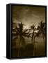 View Palm Trees on Beach, Big Islands, Kona, Hawaii, USA-Stuart Westmorland-Framed Stretched Canvas