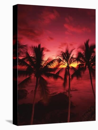 View Palm Trees on Beach, Big Islands, Kona, Hawaii, USA-Stuart Westmorland-Stretched Canvas