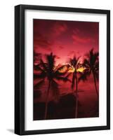 View Palm Trees on Beach, Big Islands, Kona, Hawaii, USA-Stuart Westmorland-Framed Photographic Print