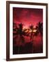 View Palm Trees on Beach, Big Islands, Kona, Hawaii, USA-Stuart Westmorland-Framed Photographic Print