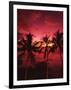 View Palm Trees on Beach, Big Islands, Kona, Hawaii, USA-Stuart Westmorland-Framed Photographic Print