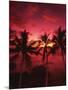 View Palm Trees on Beach, Big Islands, Kona, Hawaii, USA-Stuart Westmorland-Mounted Photographic Print