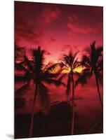 View Palm Trees on Beach, Big Islands, Kona, Hawaii, USA-Stuart Westmorland-Mounted Photographic Print