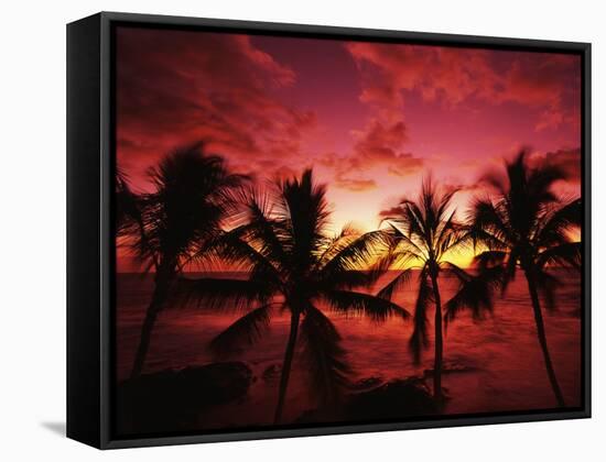 View Palm Trees on Beach, Big Islands, Kona, Hawaii, USA-Stuart Westmorland-Framed Stretched Canvas