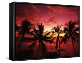 View Palm Trees on Beach, Big Islands, Kona, Hawaii, USA-Stuart Westmorland-Framed Stretched Canvas