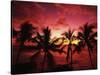 View Palm Trees on Beach, Big Islands, Kona, Hawaii, USA-Stuart Westmorland-Stretched Canvas