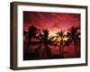 View Palm Trees on Beach, Big Islands, Kona, Hawaii, USA-Stuart Westmorland-Framed Premium Photographic Print