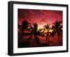 View Palm Trees on Beach, Big Islands, Kona, Hawaii, USA-Stuart Westmorland-Framed Premium Photographic Print