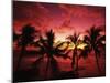 View Palm Trees on Beach, Big Islands, Kona, Hawaii, USA-Stuart Westmorland-Mounted Premium Photographic Print