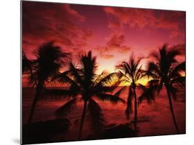 View Palm Trees on Beach, Big Islands, Kona, Hawaii, USA-Stuart Westmorland-Mounted Photographic Print