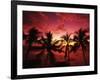 View Palm Trees on Beach, Big Islands, Kona, Hawaii, USA-Stuart Westmorland-Framed Photographic Print